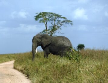 Seeing an elephant in the wild is vastly different than seeing one in a zoo. (Lynn R. Blamires, Special to the Daily Herald)